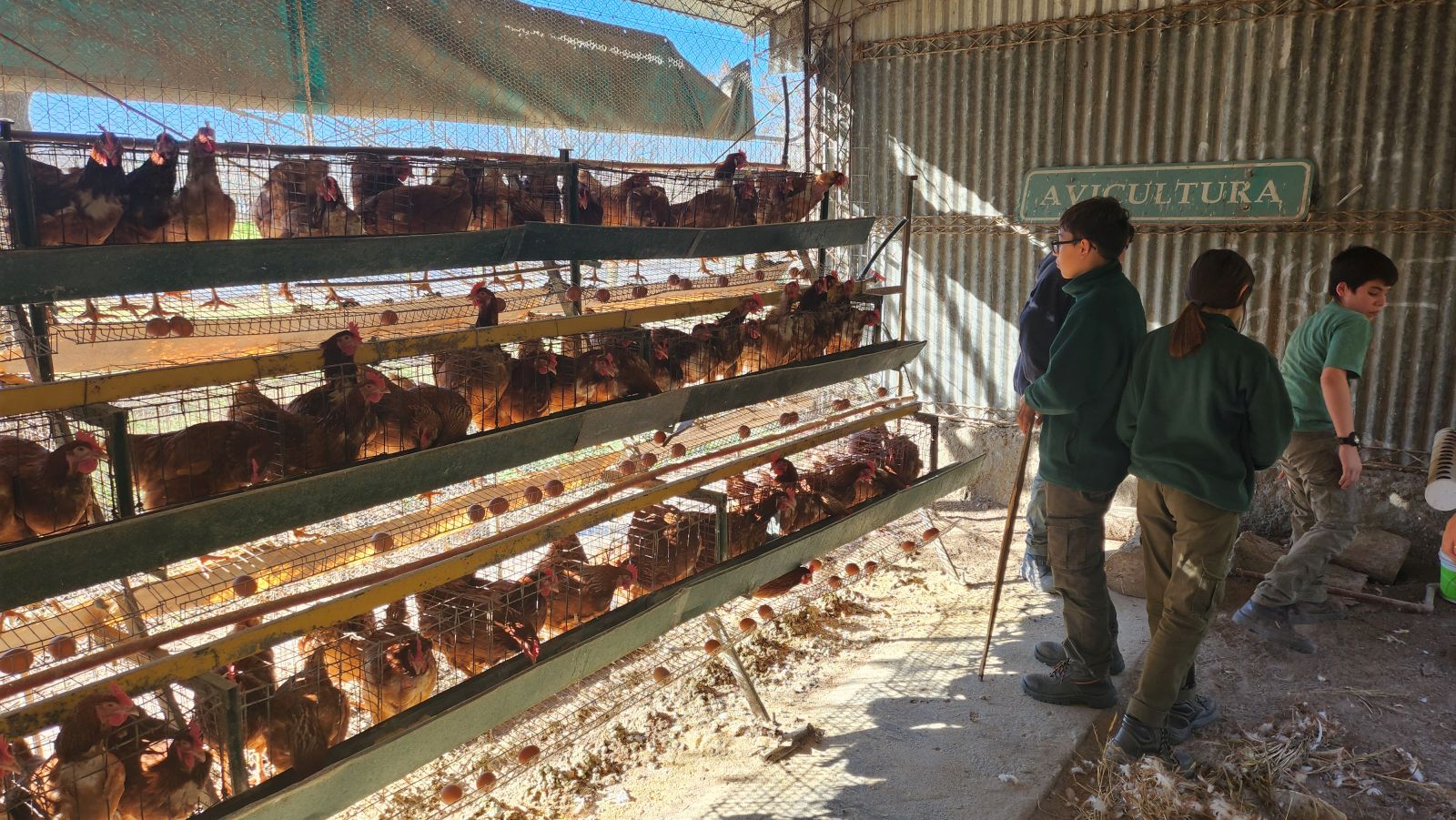 Estudiantes en el sector de avicultura junto a las jaulas de gallinas ponedoras